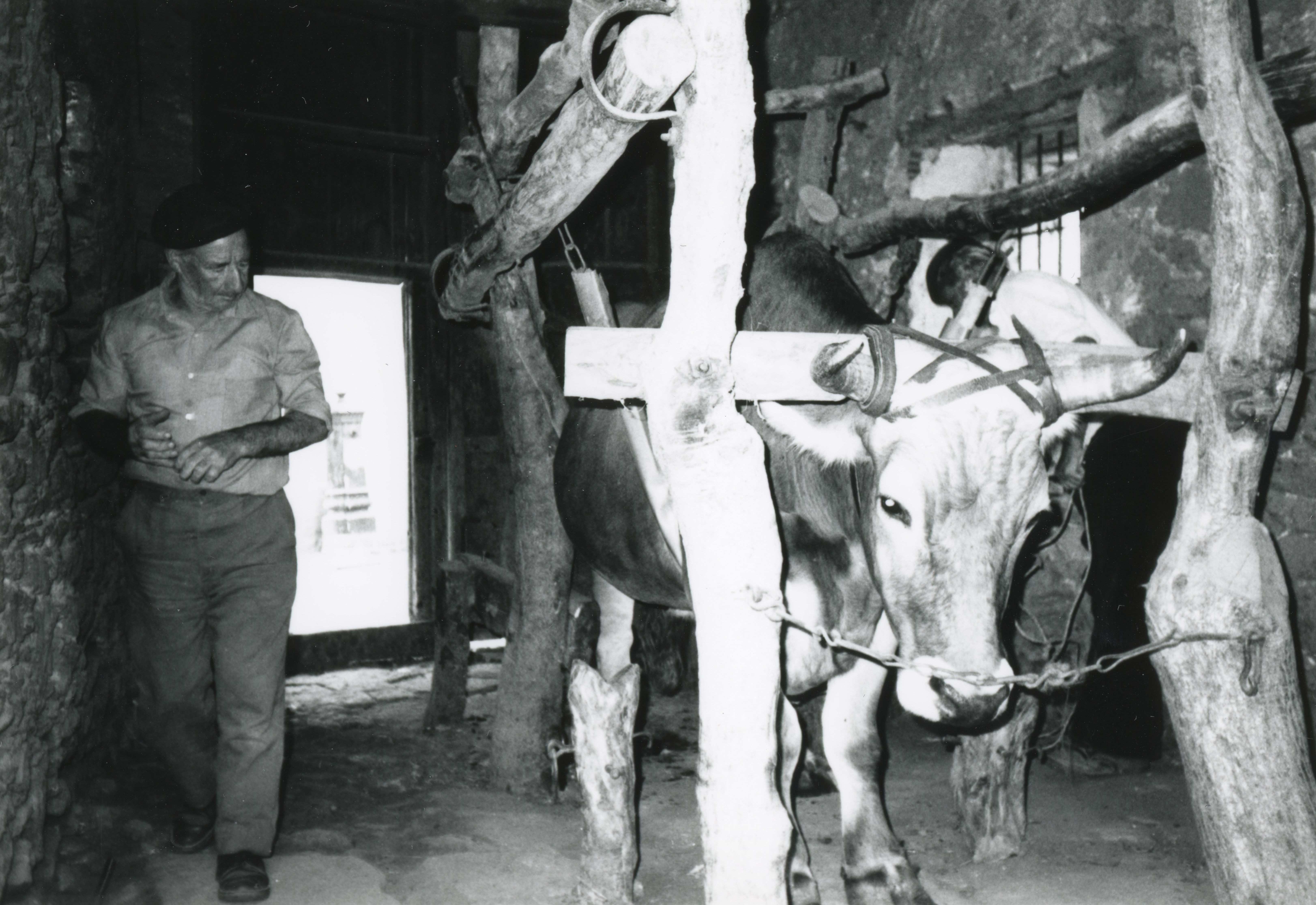 Albino Vellini all’interno della bottega, a fianco al telaio per la ferratura dei buoi